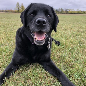 Fundraising Page: Darlene Korzinski